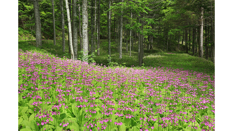Ishii Forest – one of Mitsui's company-owned forests in Hokkaido<br />
Forest-derived carbon credits generated at company-owned forests, Mitsui's forests, are being partially applied toward making the electricity used across all of its Japan business locations carbon neutral.